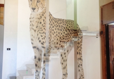 LEOPARDO-DEFINITIVO.jpg